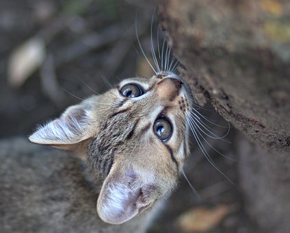 Katten, Lille, Feline, Yndig, Animeret