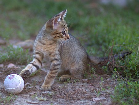 Katten, Lille, Feline, Yndig, Animeret
