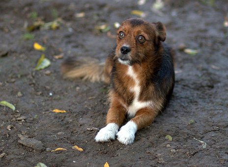 Hund, Lille, Yndig, Animeret, Tæmmet