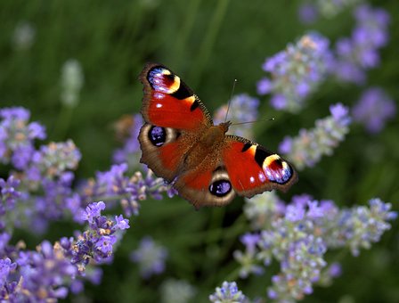 Sommerfugl, Påfugløjne, Blomst Baggrund