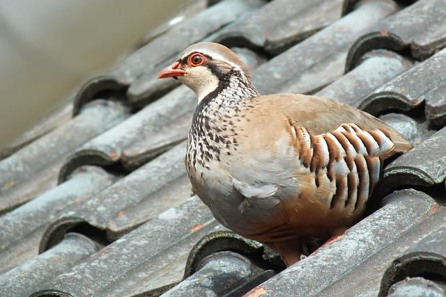 30,000+ Free Partridge Bird & Partridge Images - Pixabay