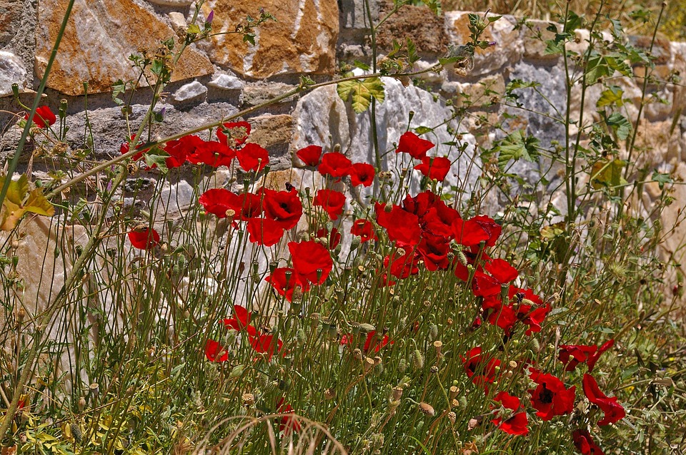 poppy-4663463_960_720.jpg