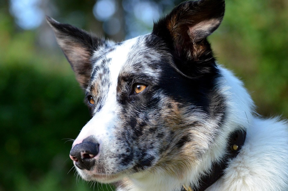 Chien Laussie Bordercollie Photo Gratuite Sur Pixabay