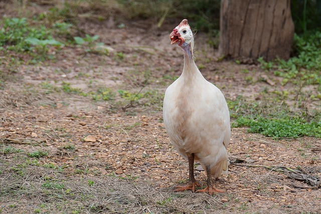 Free Chicken Bird photo and picture