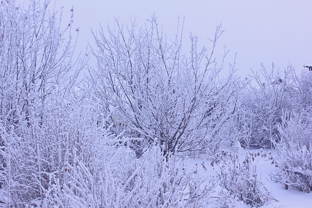Free Frost Trees photo and picture