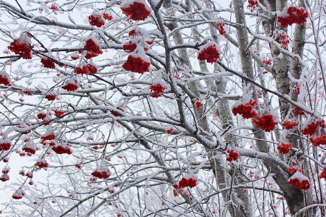 Free Rowan Tree photo and picture