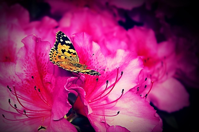 Free Flowers Butterfly photo and picture