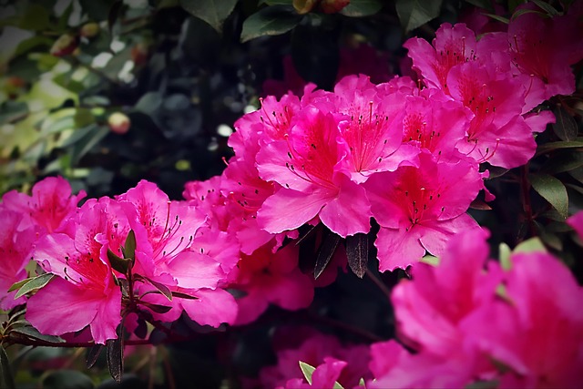 Free Flowers Flower Background photo and picture