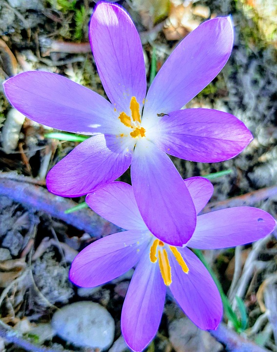 Spring Flower Beginning Of Free photo on Pixabay Pixabay