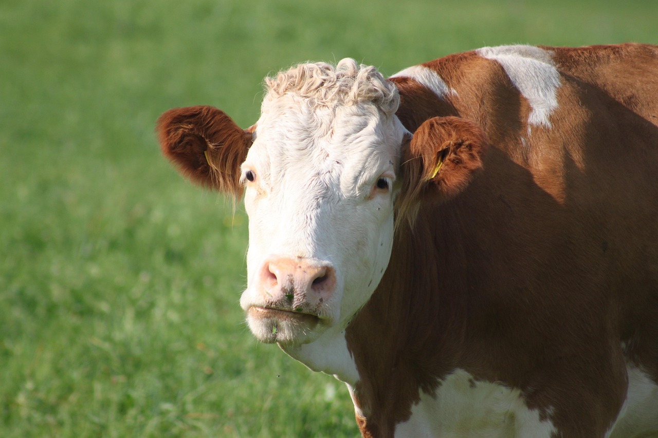 cow-beef-milk-free-photo-on-pixabay-pixabay