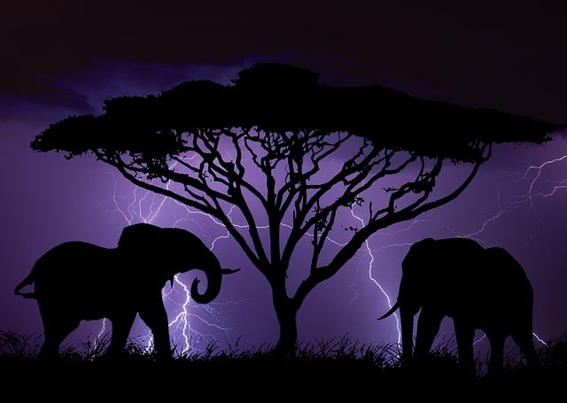 Free silhouette elephant africa illustration