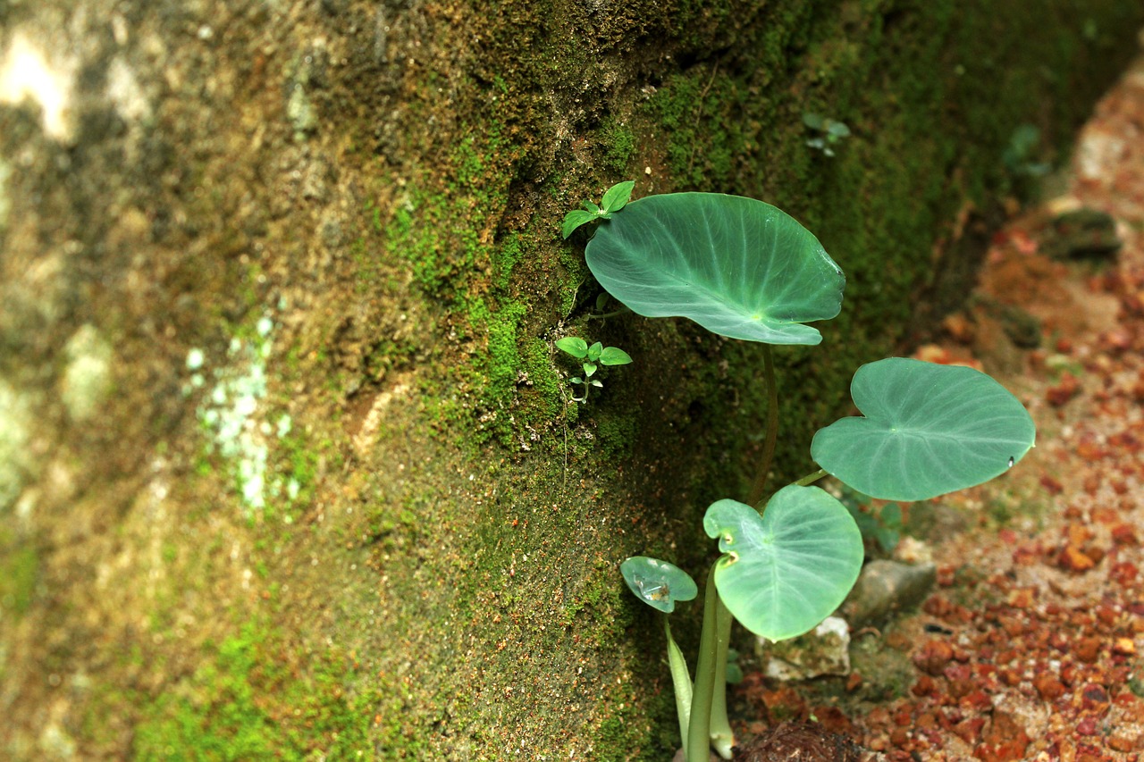 A closer look at A Natural Plant