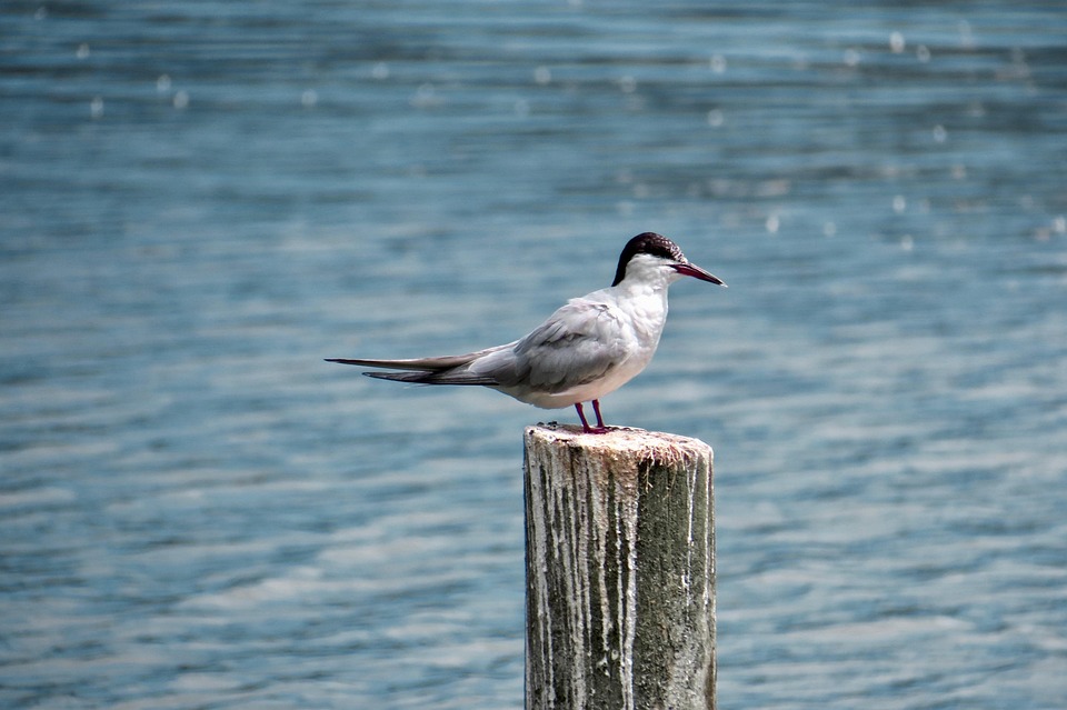 water-4665303_960_720.jpg