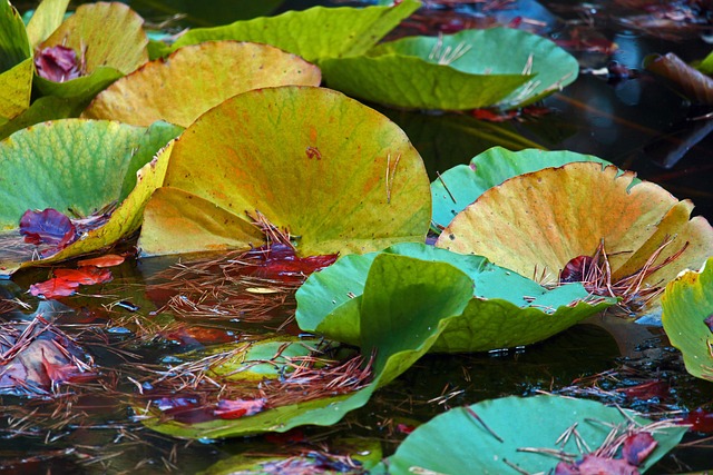Fall Lake Water Lilies - Free photo on Pixabay
