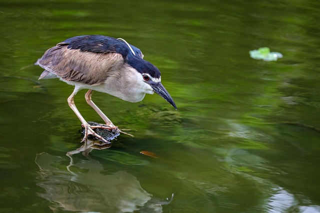 Free Bird Nature photo and picture