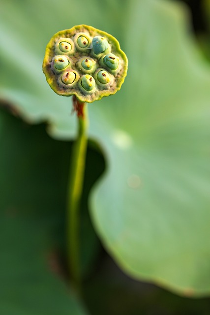 Free Lotus Lotus Leaf photo and picture