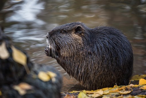 Free Nutria Beaver Rat photo and picture