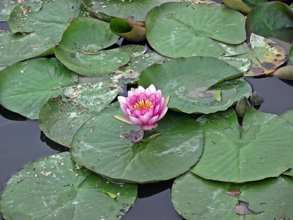 Water Lilies Flowers Summer Free photo on Pixabay Pixabay