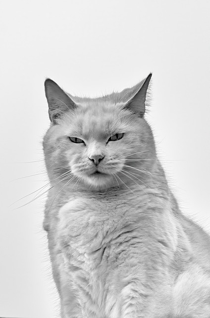 Free Cat Black White photo and picture