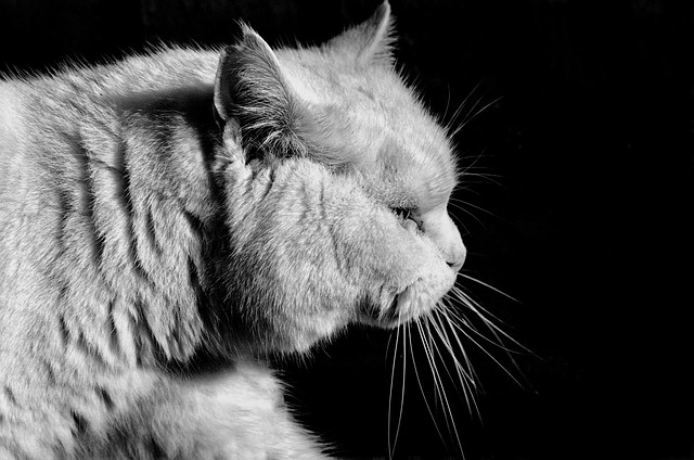 Free Cat Black White photo and picture