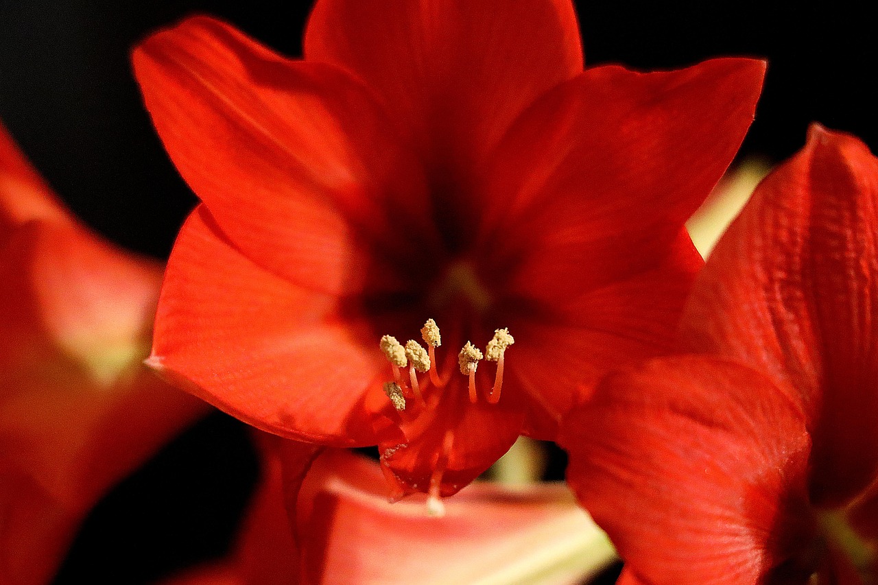 blossom, bloom, houseplant, close up, red, plant, early, stamens, nature, petals, amaryllis