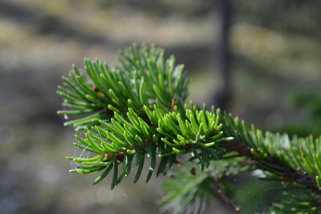 Free Spruce Summer photo and picture