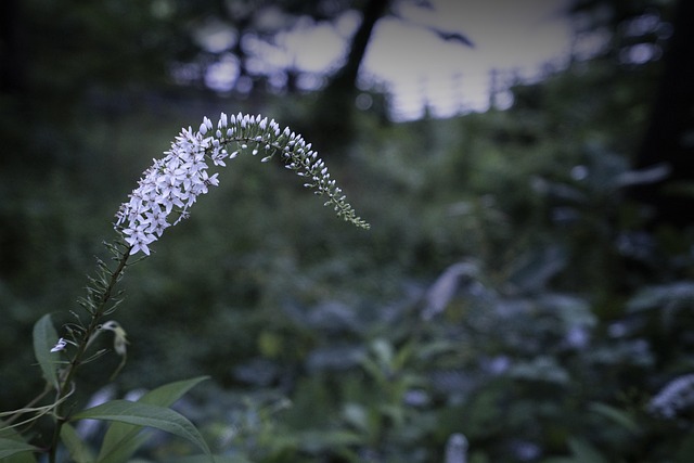 Bloem, Natuur, Bloem Achtergrond