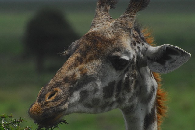 giraffe, nairobi national park, nairobi, nature, wildlife, wild, giraffes, environment, endangered, ecosystem, conservation, earth hour, wilderness, natural, biodiversity, landscape, kenya, africa
