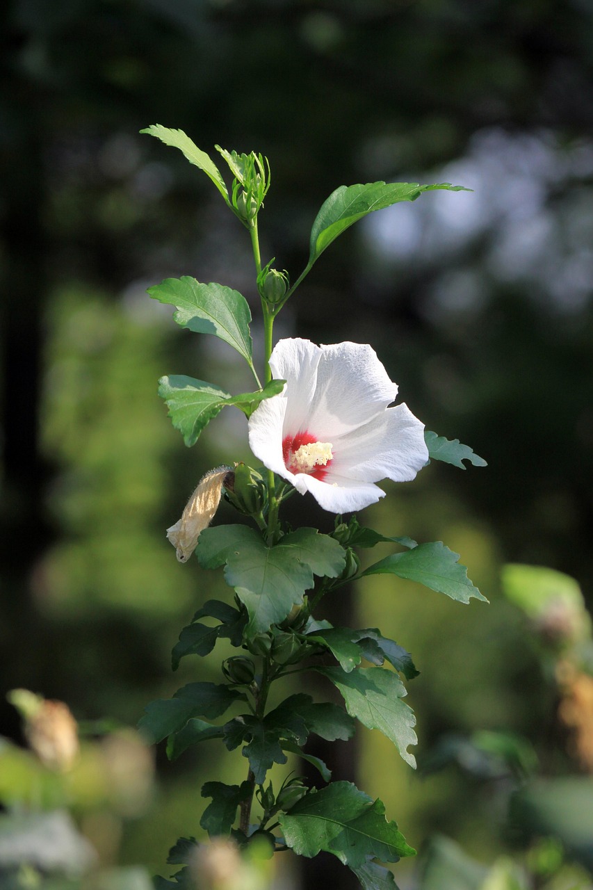 https://cdn.pixabay.com/photo/2019/12/02/00/07/rose-of-sharon-4666687_1280.jpg