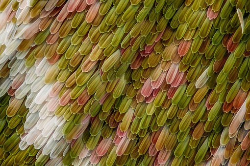 Free Macro Butterfly photo and picture