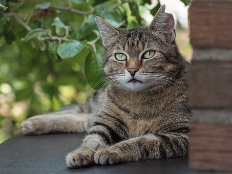 Free Domestic Cat Tiger Cat photo and picture