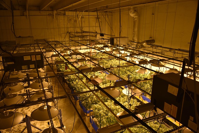 Unkraut, Topf, Kraut, Ganja