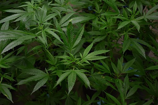 600以上の無料マリファナ 大麻画像 Pixabay