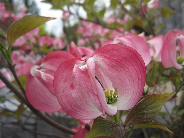 Free Flower Pink photo and picture