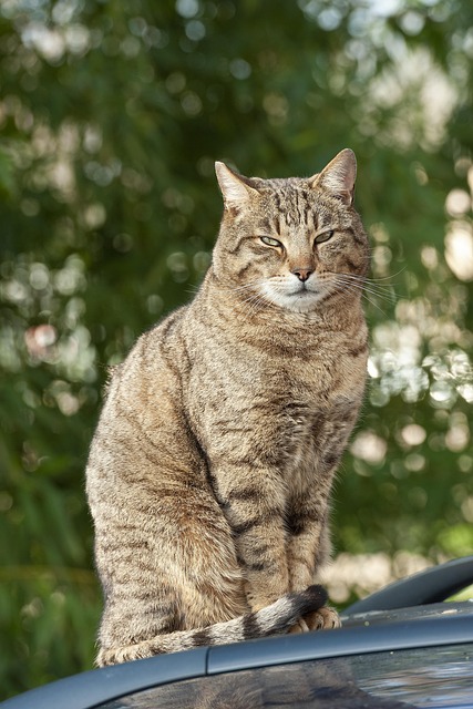 Pisică, Pisoi, Animal De Companie