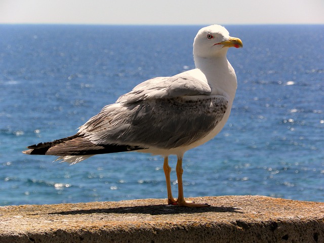 Seagull, Zee, Water, Vogel, Natuur