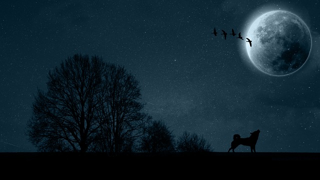 Free shiba inu nature illustration