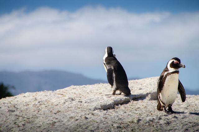 Free Penguins South Africa photo and picture