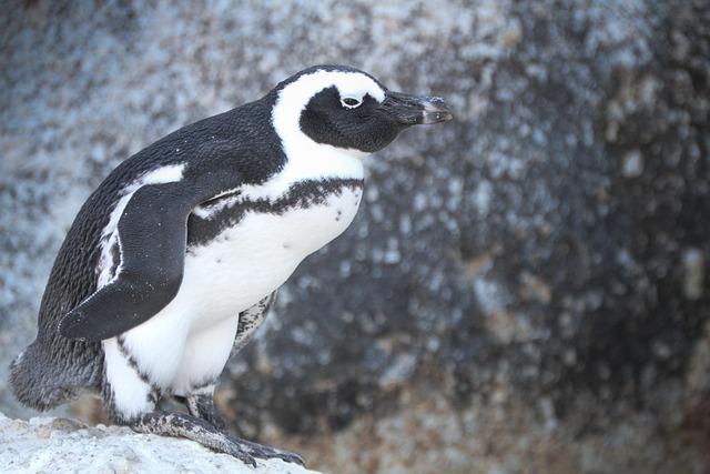 Free Penguins South Africa photo and picture