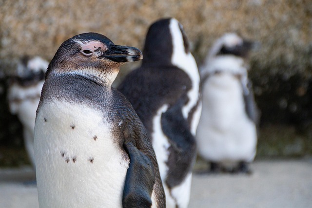 Free Penguins South Africa photo and picture
