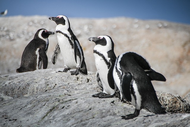 Free Penguins South Africa photo and picture