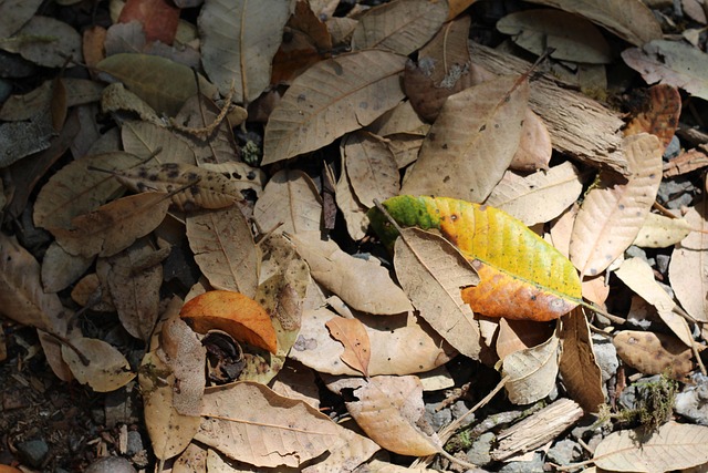 Free Leaves Forest Floor photo and picture