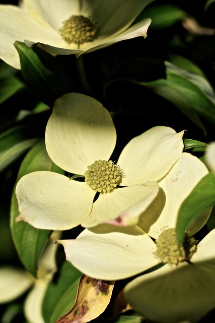 Free Dogwood Flowers photo and picture