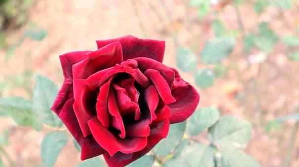 Rød, Rose, Have, Flora, Blomst, Blomstre