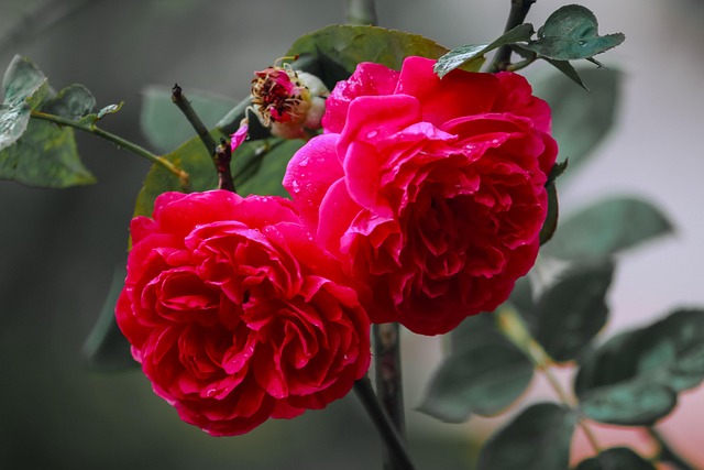 Free Rose Flower photo and picture
