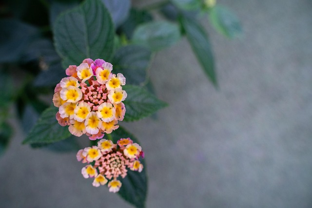 Bloem, Mooi, Plant, Natuur, Bloemblaadje