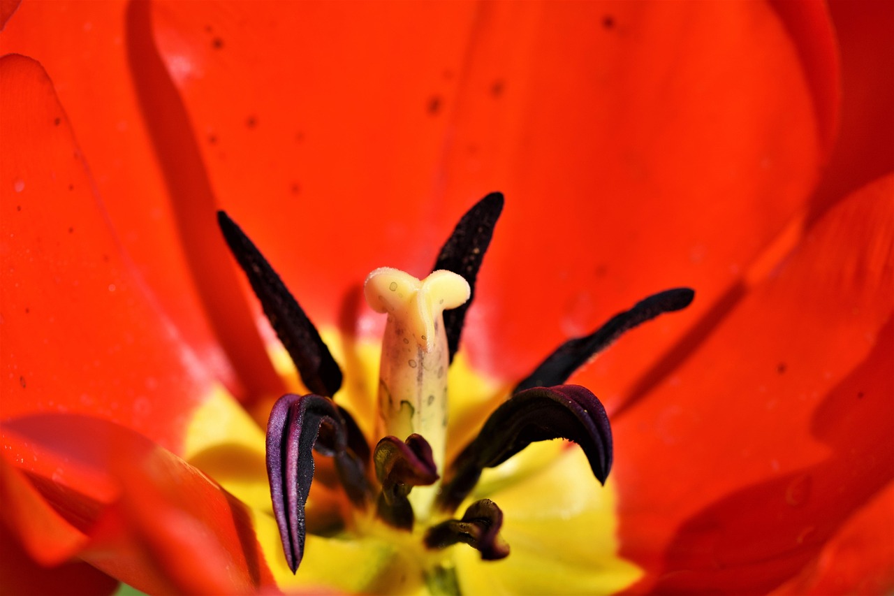 Tulip - free online jigsaw puzzle photo
