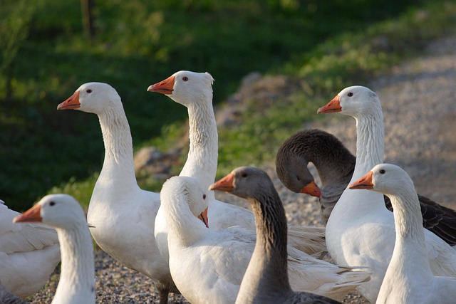 Free Ducks Birds photo and picture