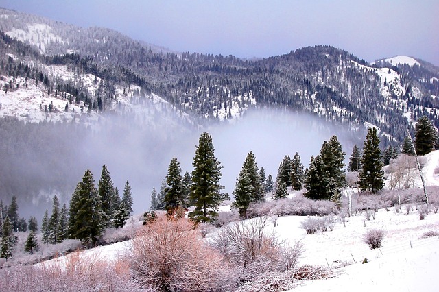 Free Winter Tree photo and picture