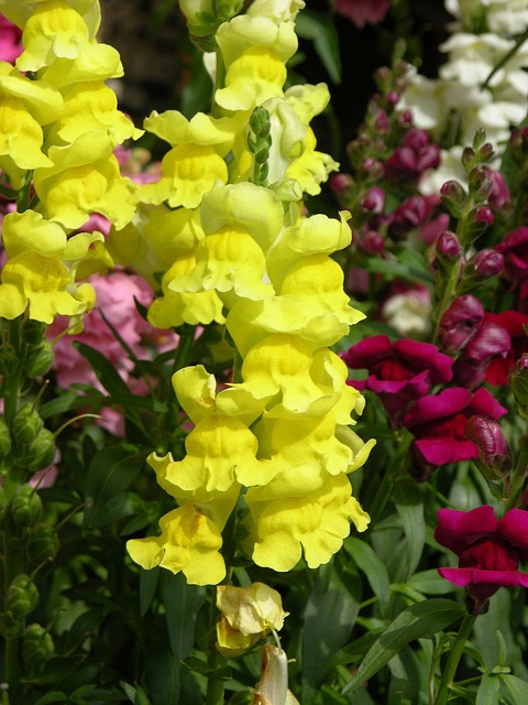 Löwenmäulchen, Blume, Blüte, Garten